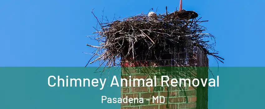 Chimney Animal Removal Pasadena - MD
