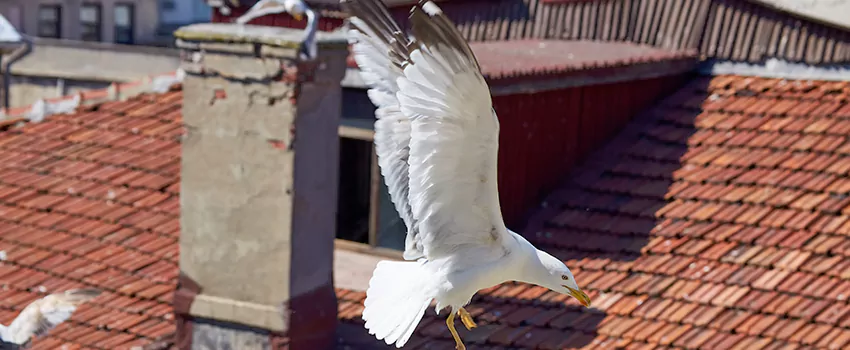 Residential Chimney Animal Removal Solution in Pasadena, MD